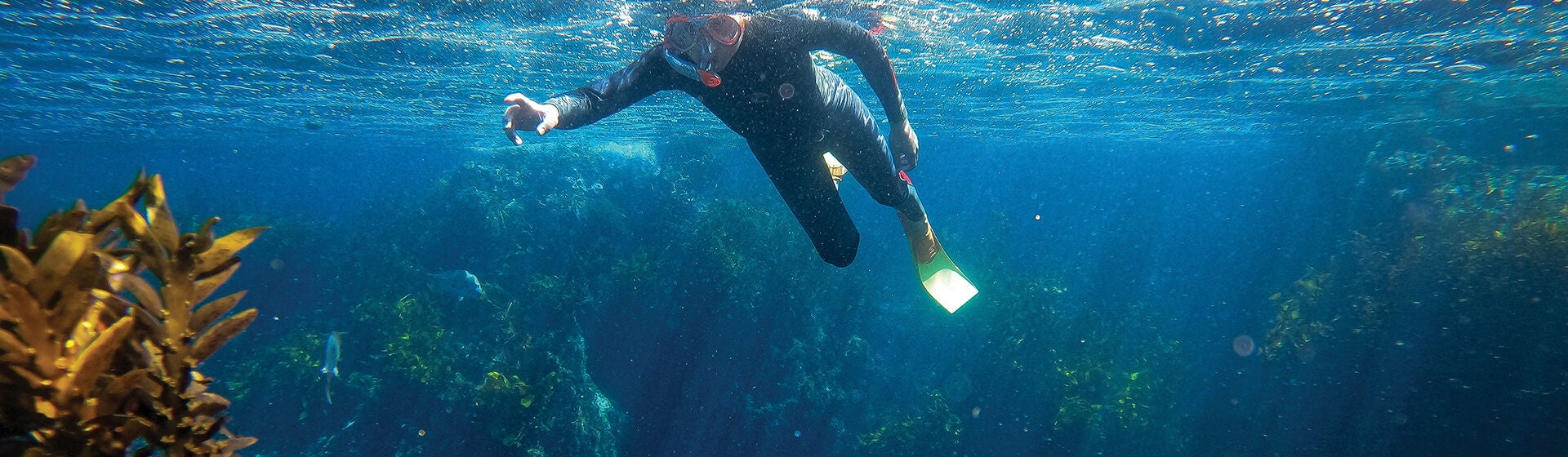 Live-Ocean-top-banner_2709.jpg