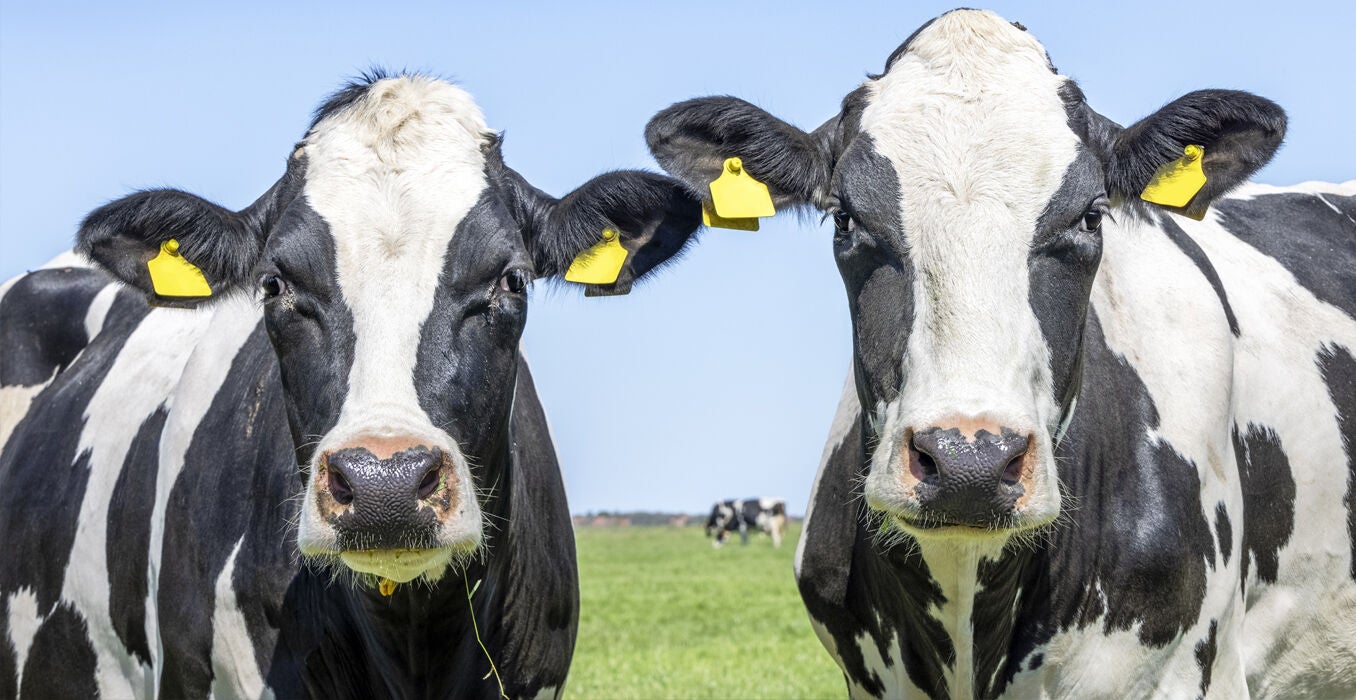 RI-Dairy-Insight-June-2025-1356x700.jpg