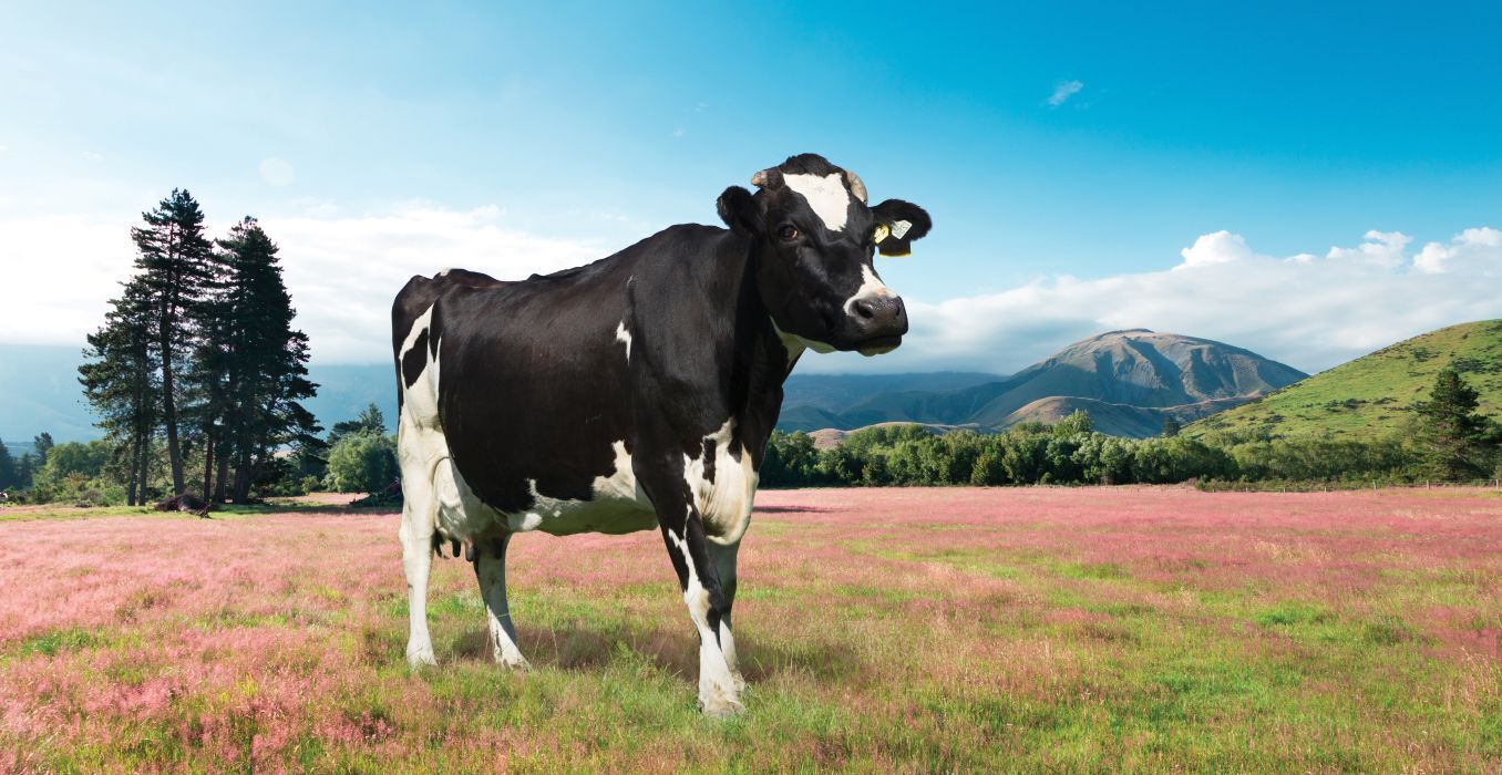 Scarcity-of-national-dairy-bayleys-news.jpg