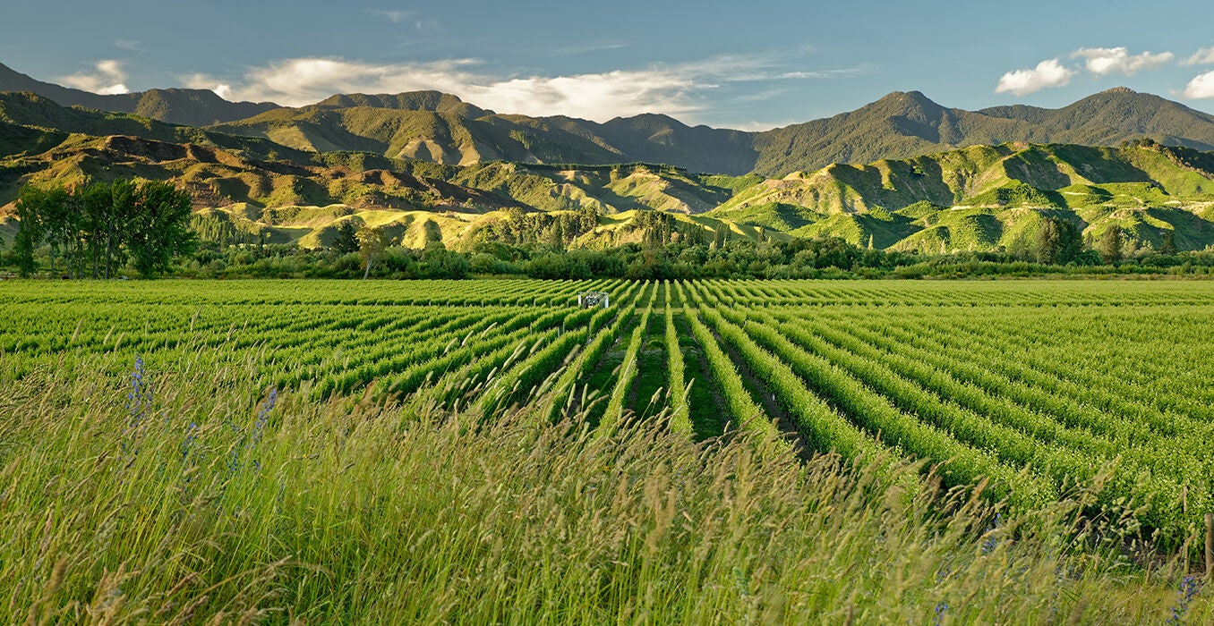 Viticulture-toasts-better-times-ahead---hero.jpg